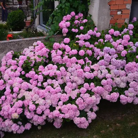 Homestay szállás The Air Ohrid